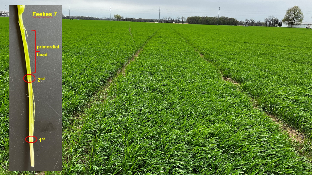 Winter wheat in a field.